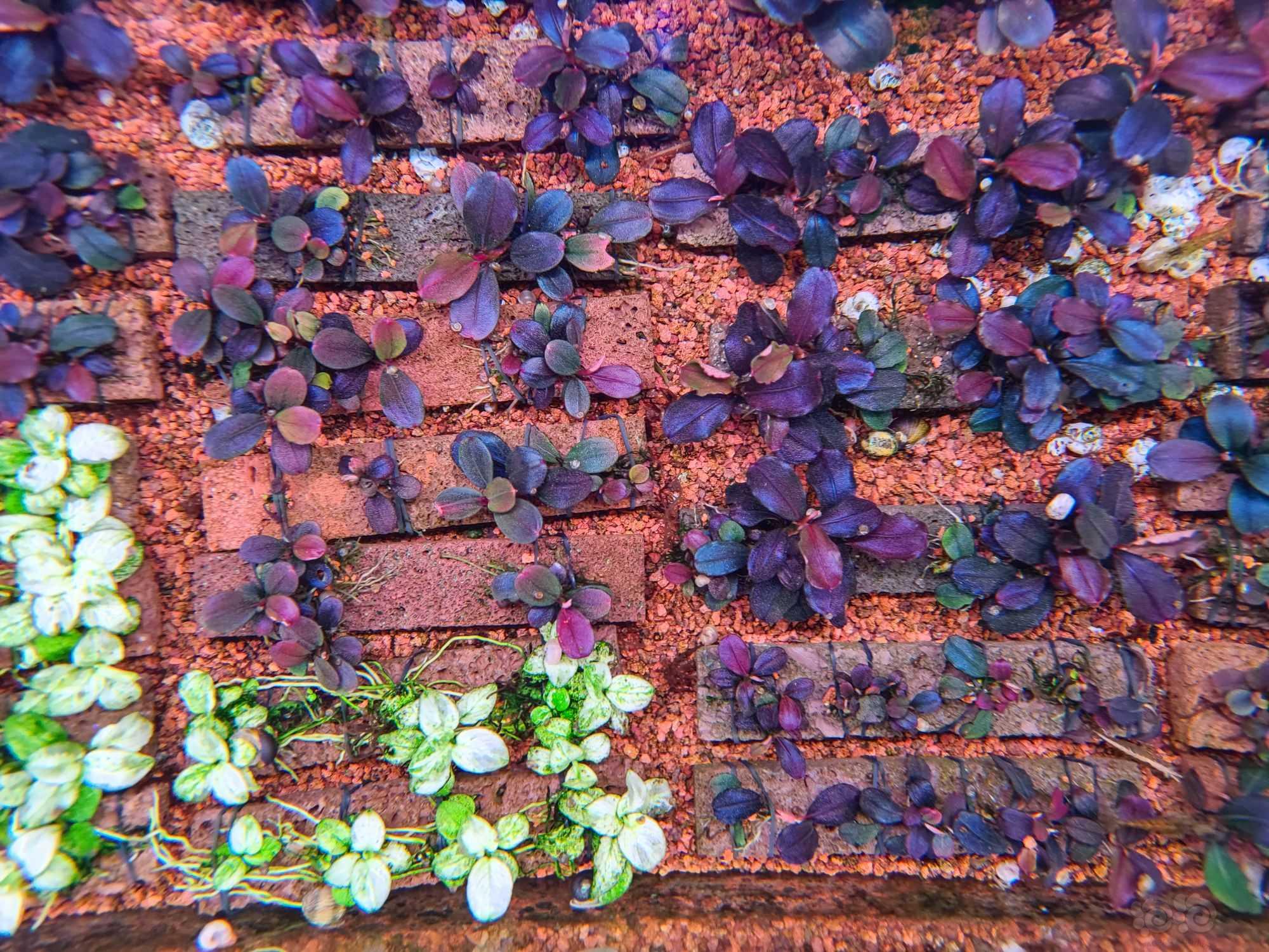 自然界紫色的植物可不多见，何况还长在水里-图1