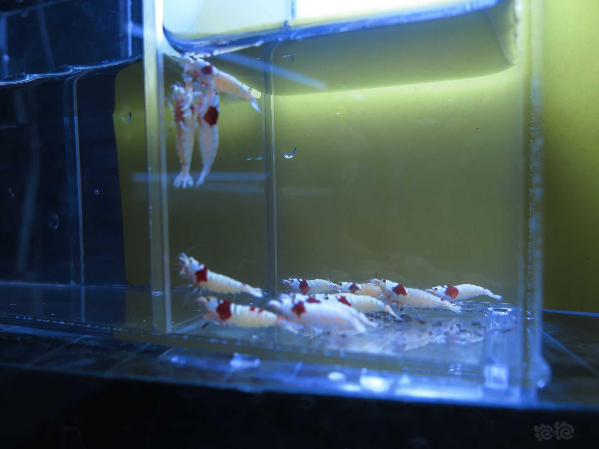 【虾】2022-3-18#RMB拍卖红白水晶虾3公10母-图4