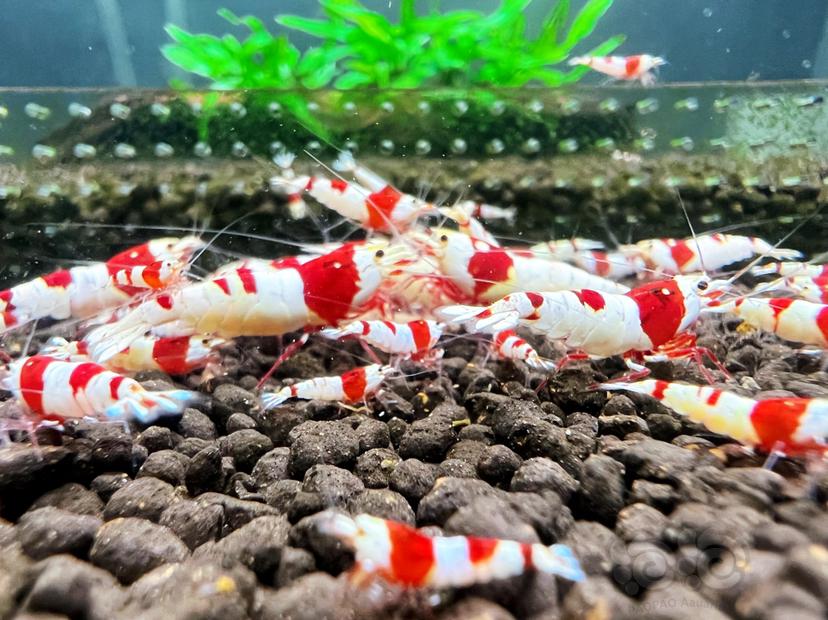 【水晶虾】清缸出红脚厚甲基因红白水晶虾，公母都有-图3