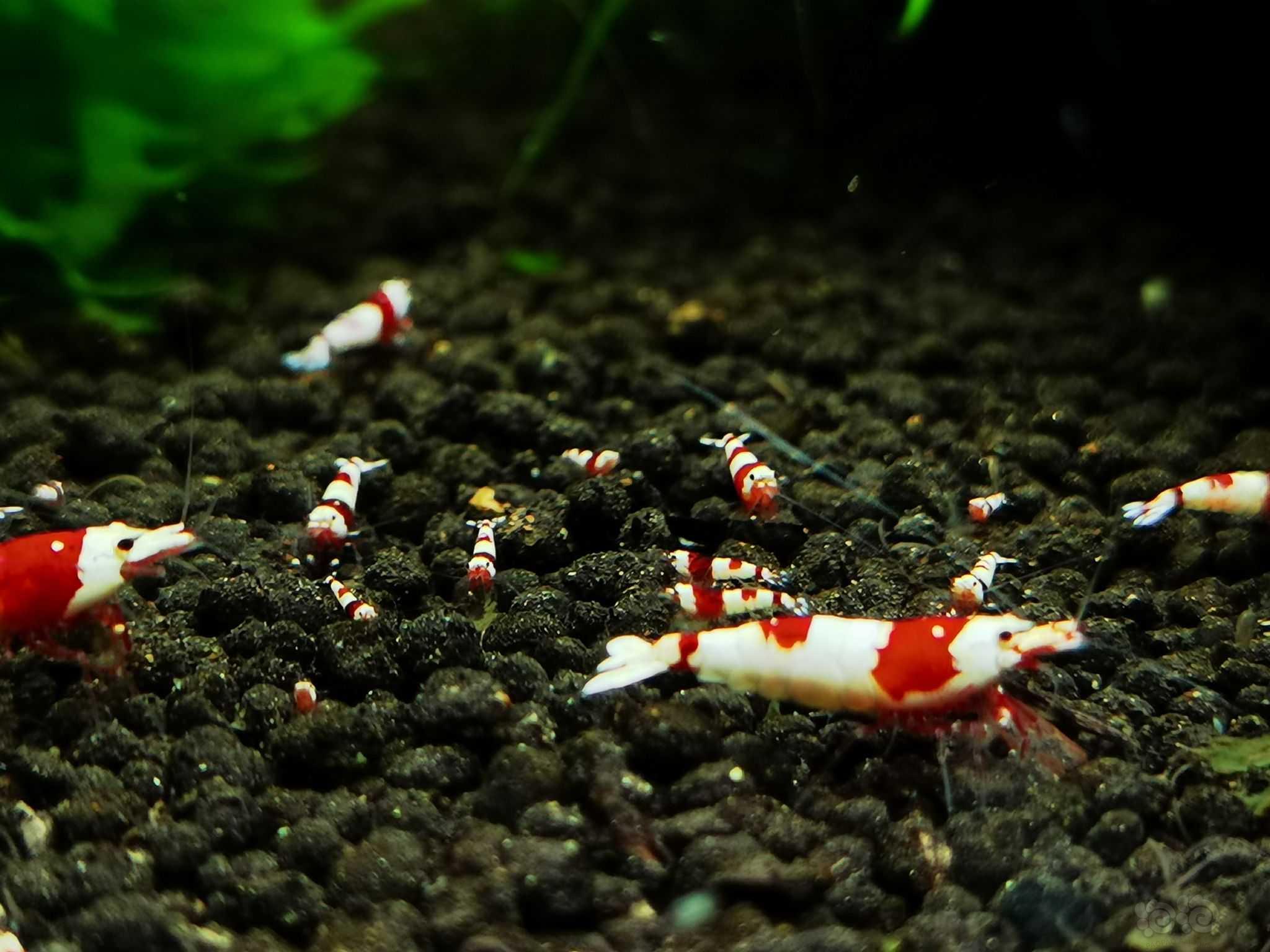 【水晶虾】出名家血统红白水晶虾-图2
