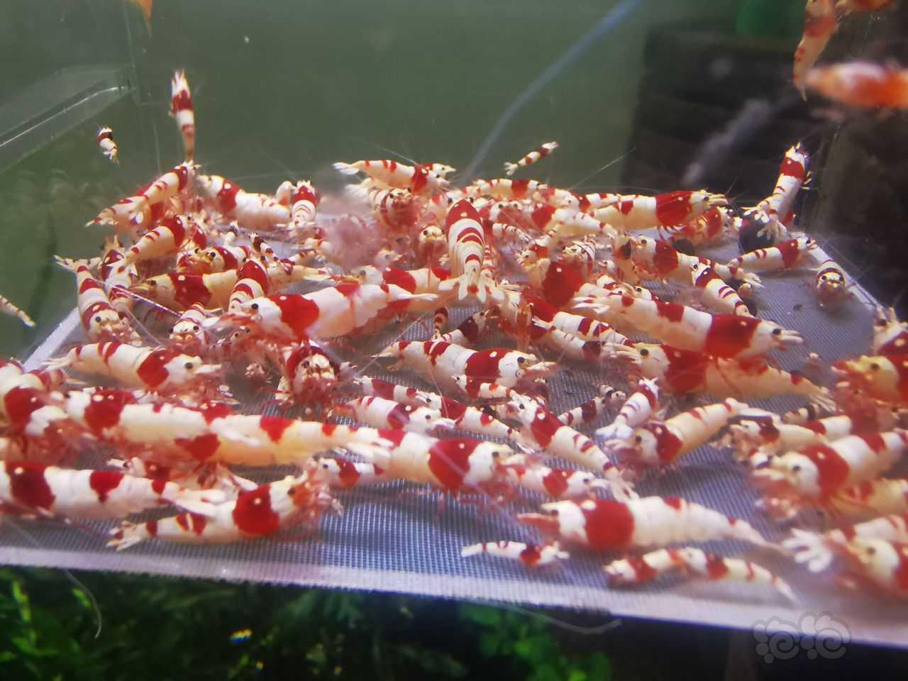 【水晶虾】清缸，包缸出一缸红白-图4