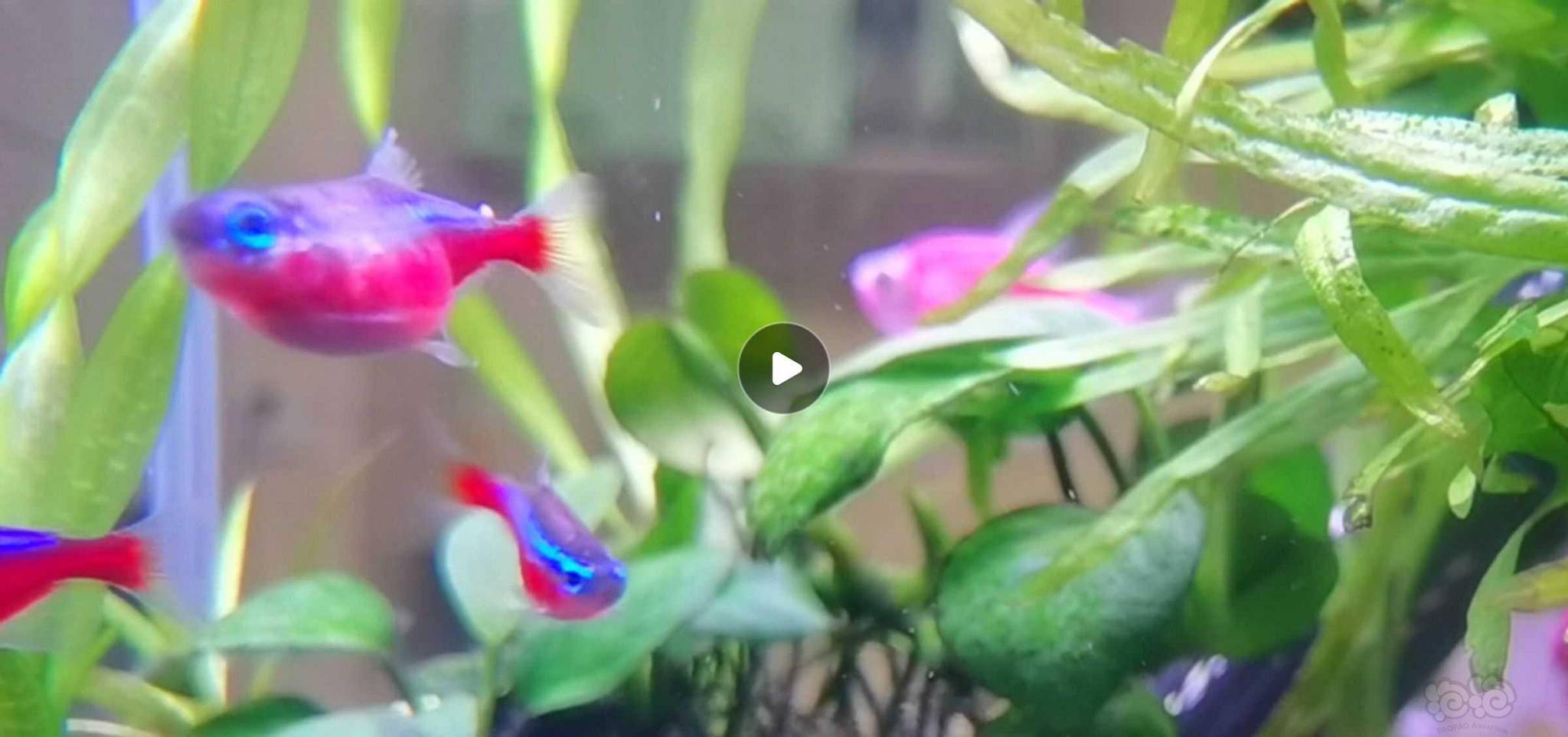 灯科鱼宝莲灯大肚子