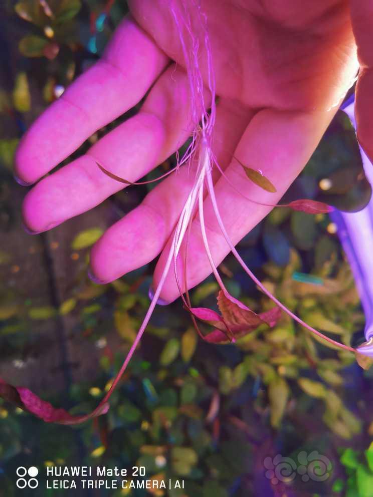 骨折出紫艳盛翠和青木蕨-图7