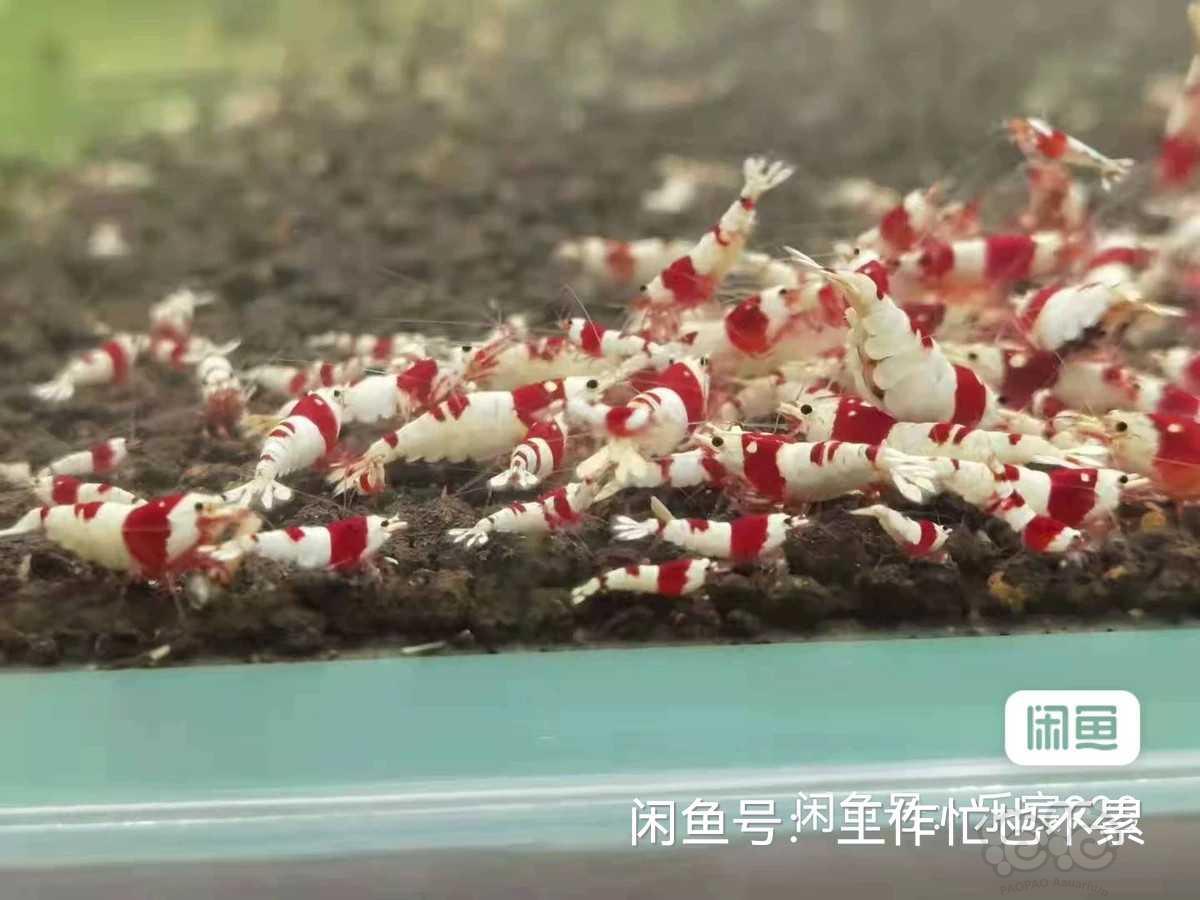 【水晶虾】出售红白成虾1一1.2-图1