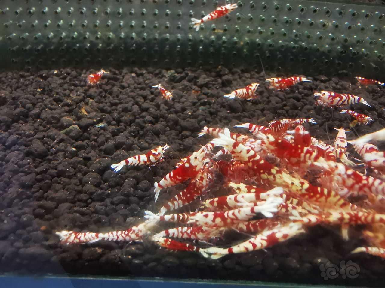 【水晶虾】清缸出太极红花虎淘汰压成和成虾-图2