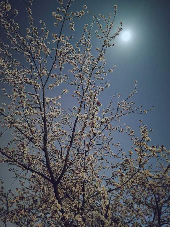 月光下的 樱花和紫叶李-图2