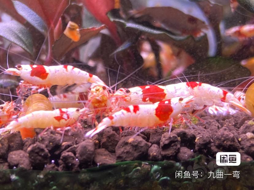 北京水晶虾满100包邮-图2