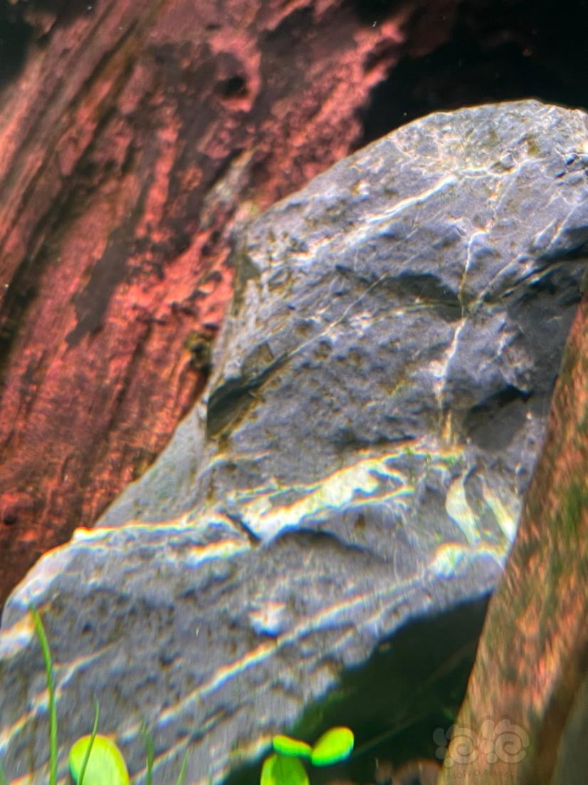 这石头上的是褐藻吗？-图3