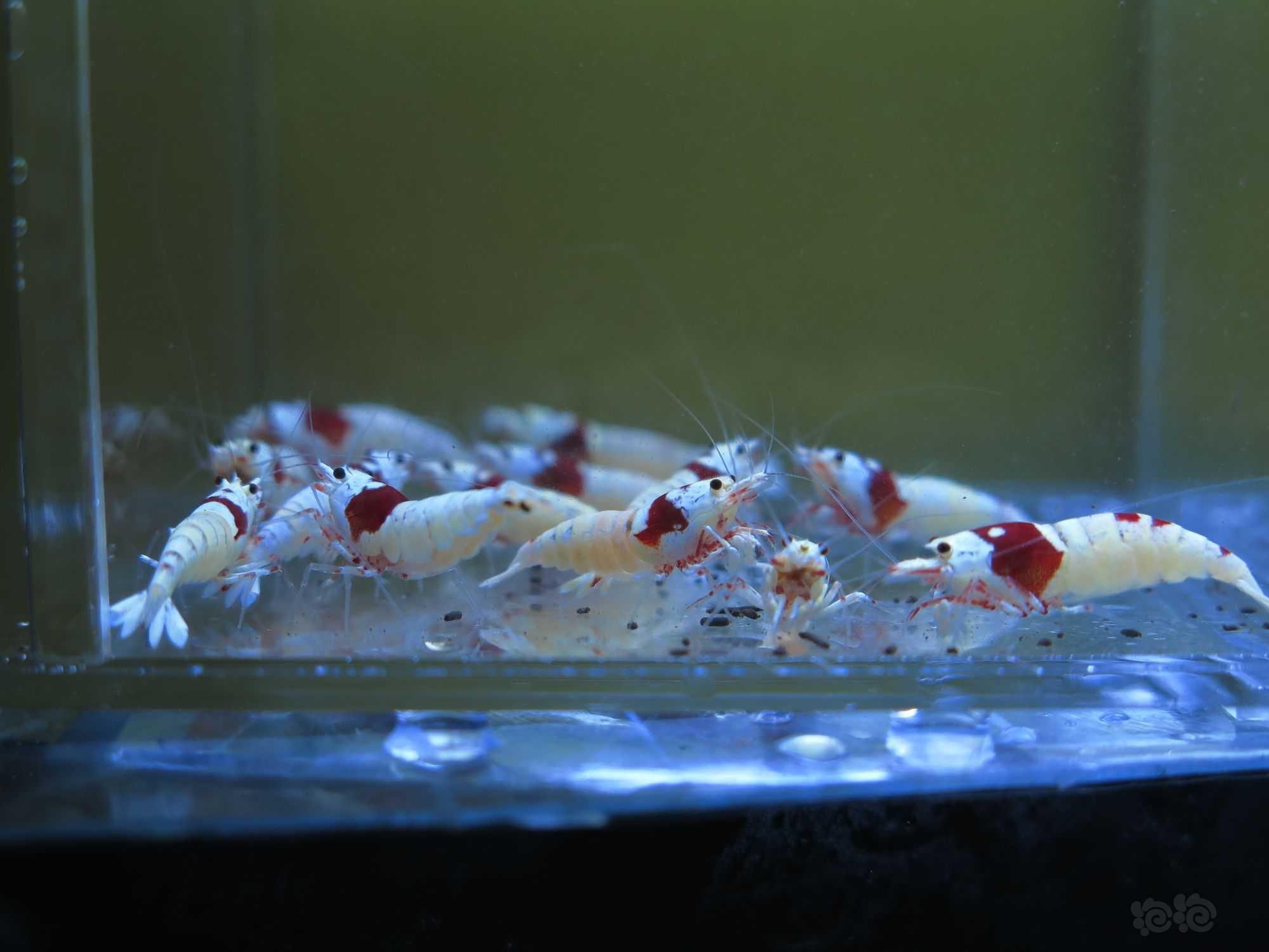 【虾】2022-3-18#RMB拍卖红白水晶虾3公10母-图1