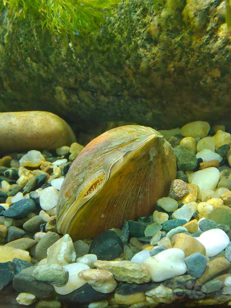 河蚌能喂什么? - 泡泡水族