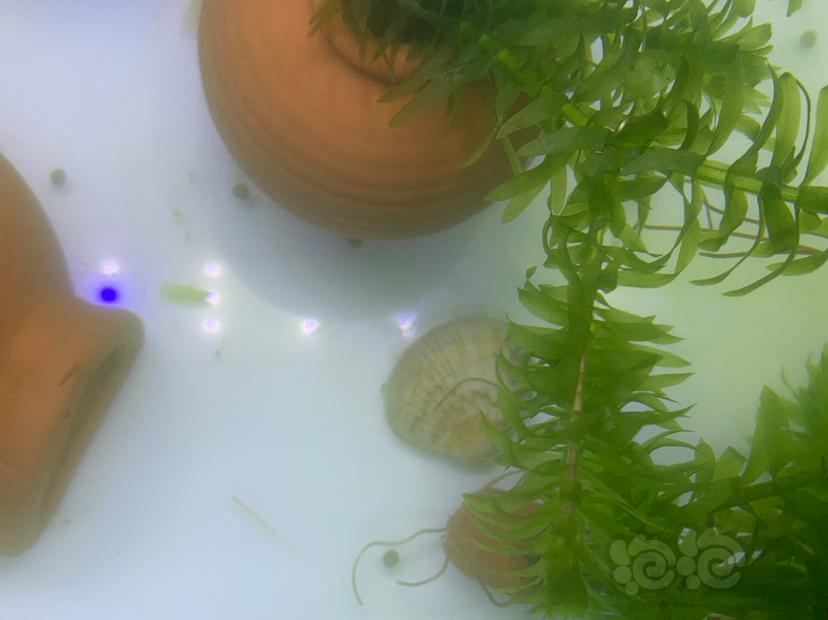 【灯科鱼】前天刮藻引入金苔鼠后 感觉水中总有悬浮物 水质不清澈-图1
