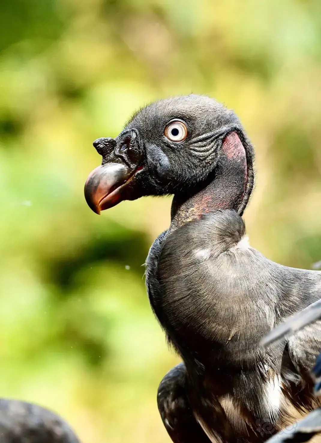 哥斯达黎加王鹫的亚成鸟和成鸟的区别-图1