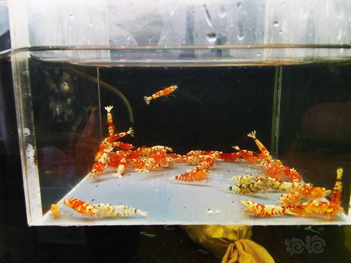 【虾】2022-3-1#RMB#拍卖红花虎一份30只。-图2