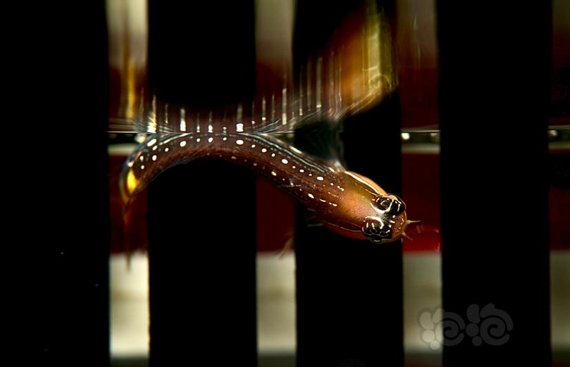 浮在进水口的小丑虾虎-图4