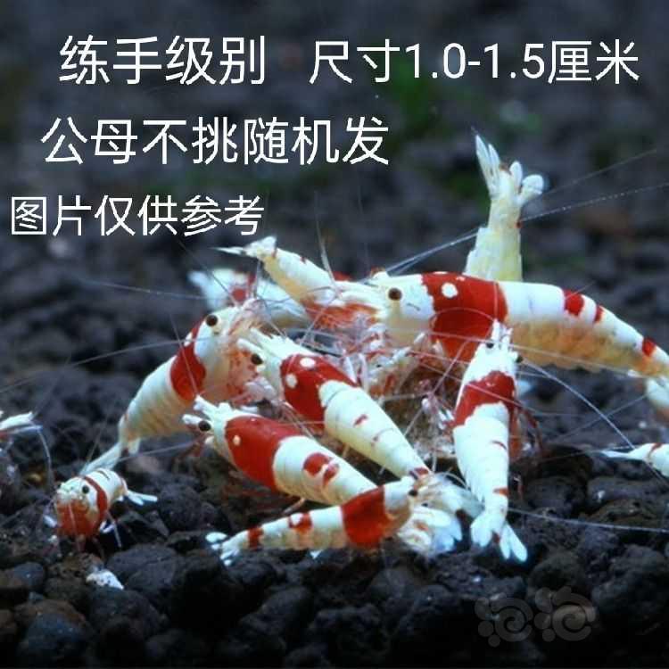 【水晶虾】长年出售各种观赏虾米虾，批发及零售，招代理可代卖-图6
