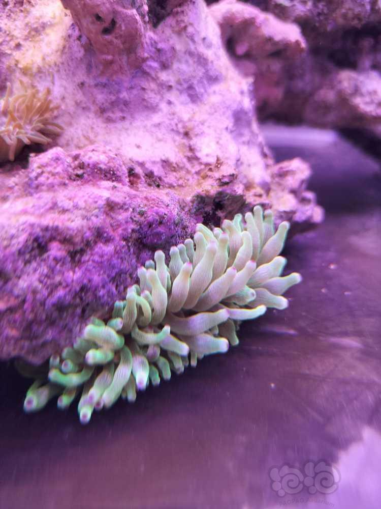 越来越觉得珊瑚在缸里的美-图8