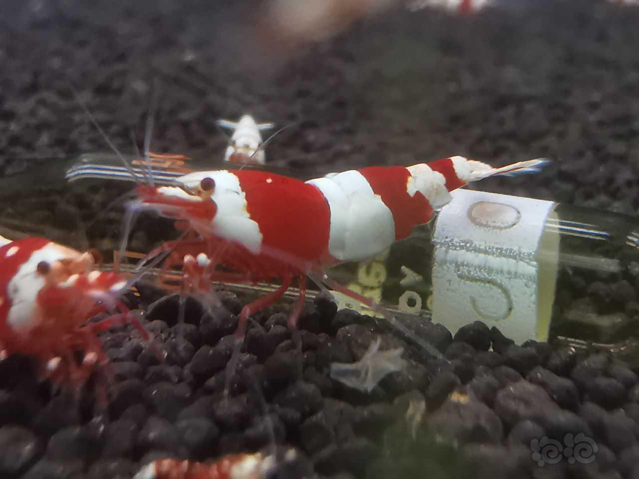 【虾】2022-3-8#RMB拍卖红白水晶虾2只-图3