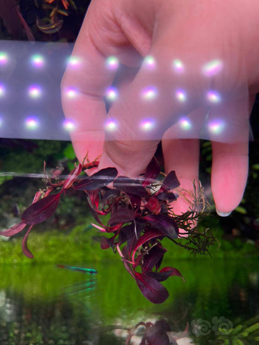 出辣椒榕品种不知