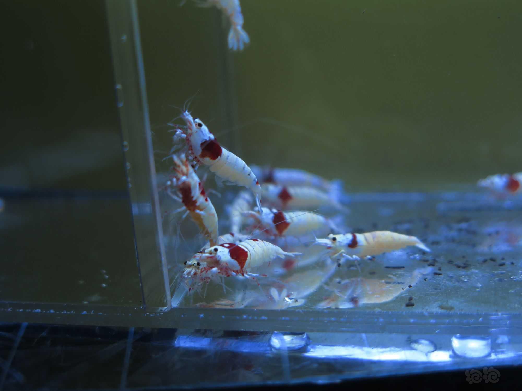【虾】2022-3-18#RMB拍卖红白水晶虾3公10母-图3