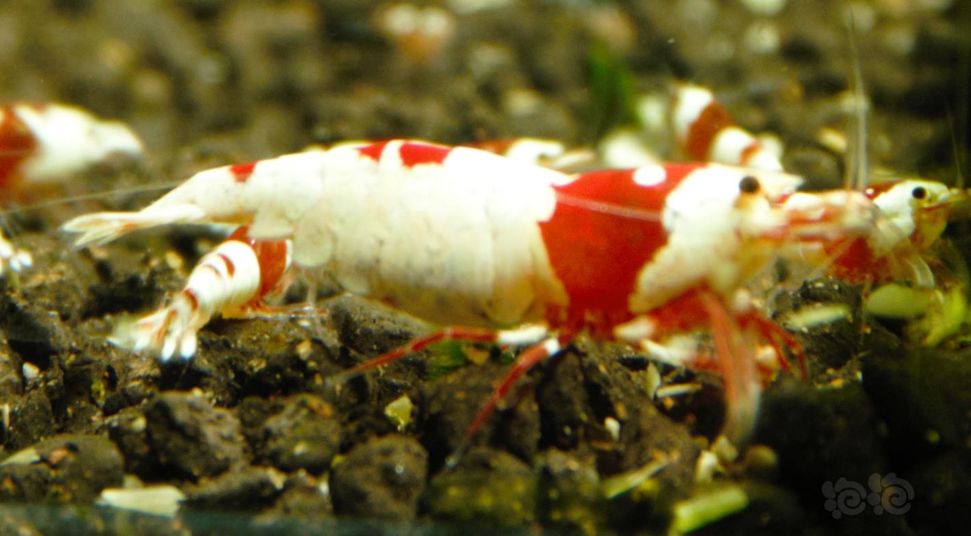 【水晶虾】出红白-图5