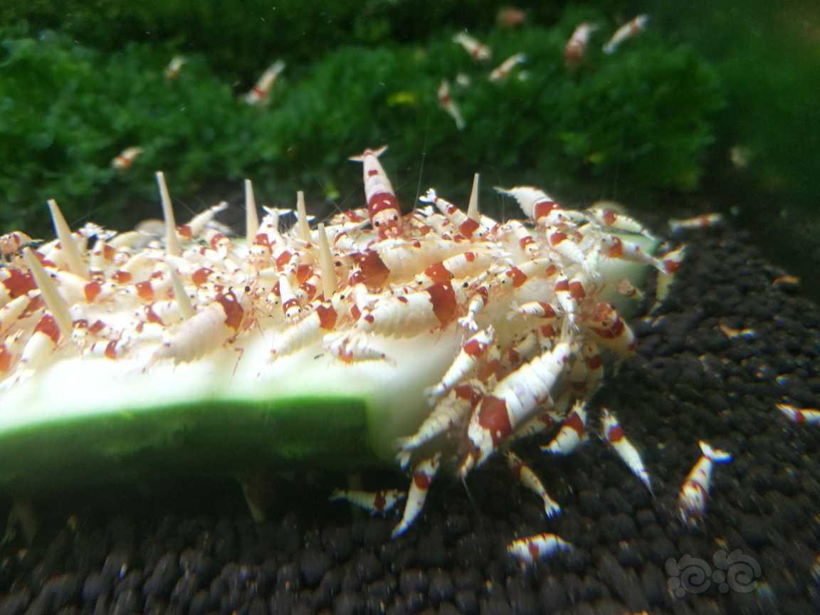 【水晶虾】出红白水晶虾（随机捞）-图1
