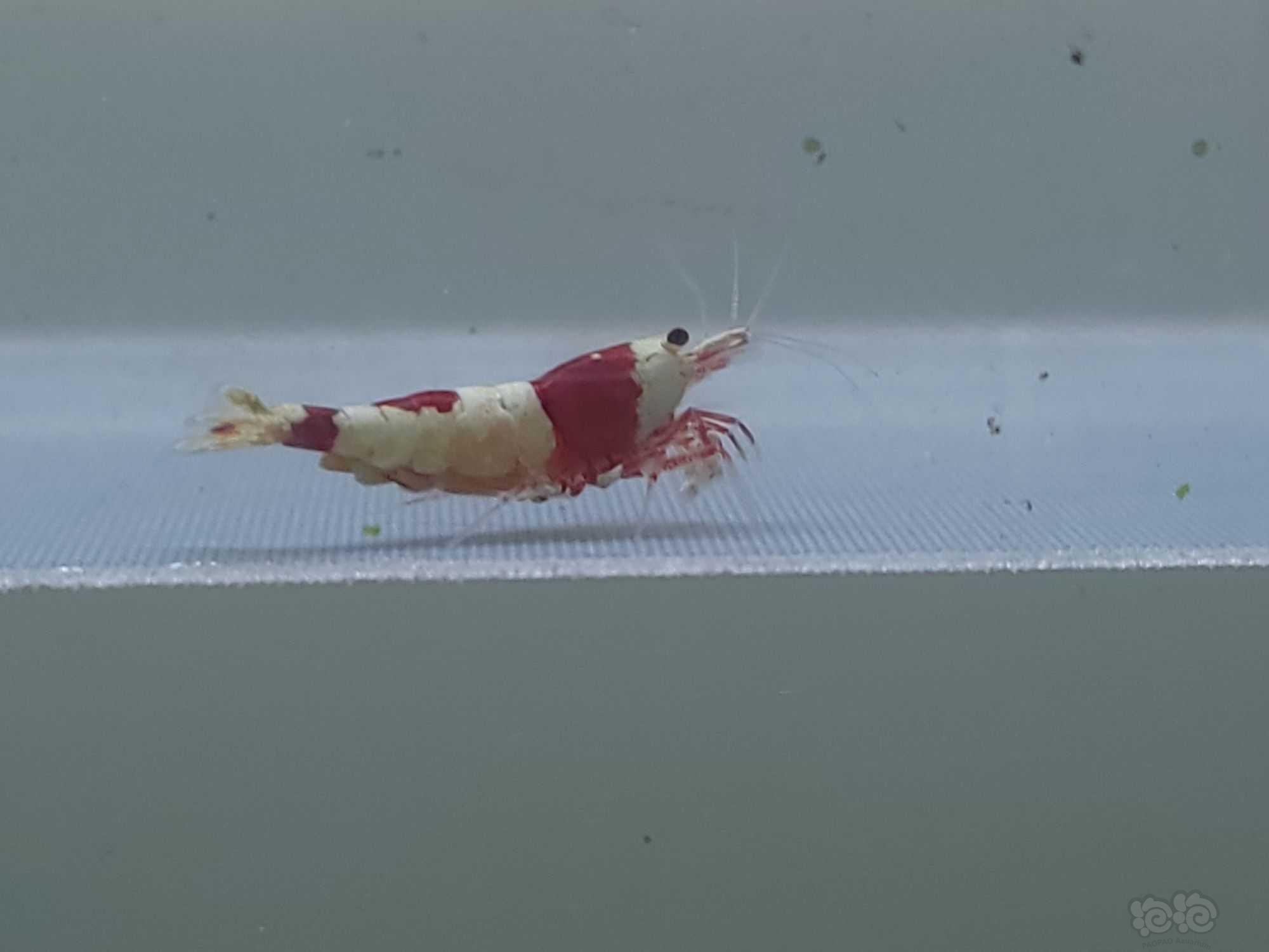 【虾】2022-03-14#RMB拍卖#纯血红白两公三母-图4