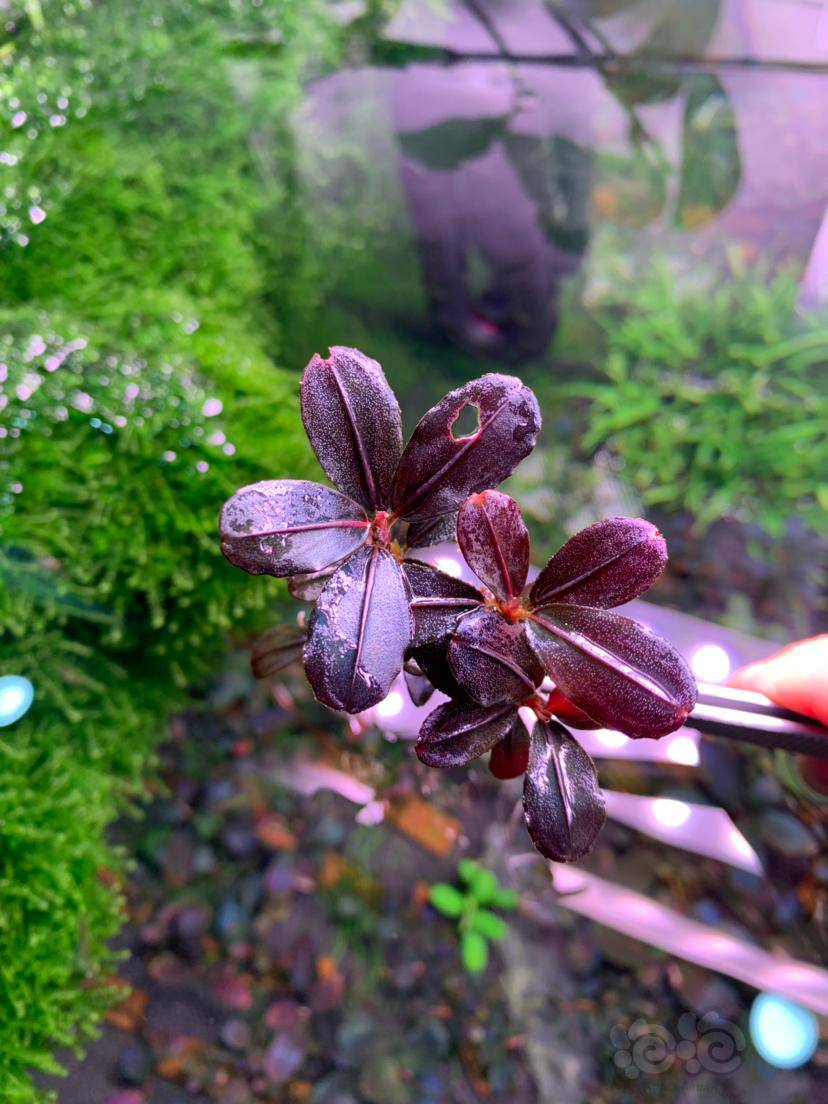 求教大佬辣椒榕品种