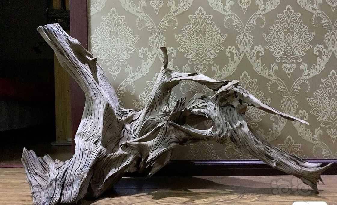 早割クーポン 流木 魚用品