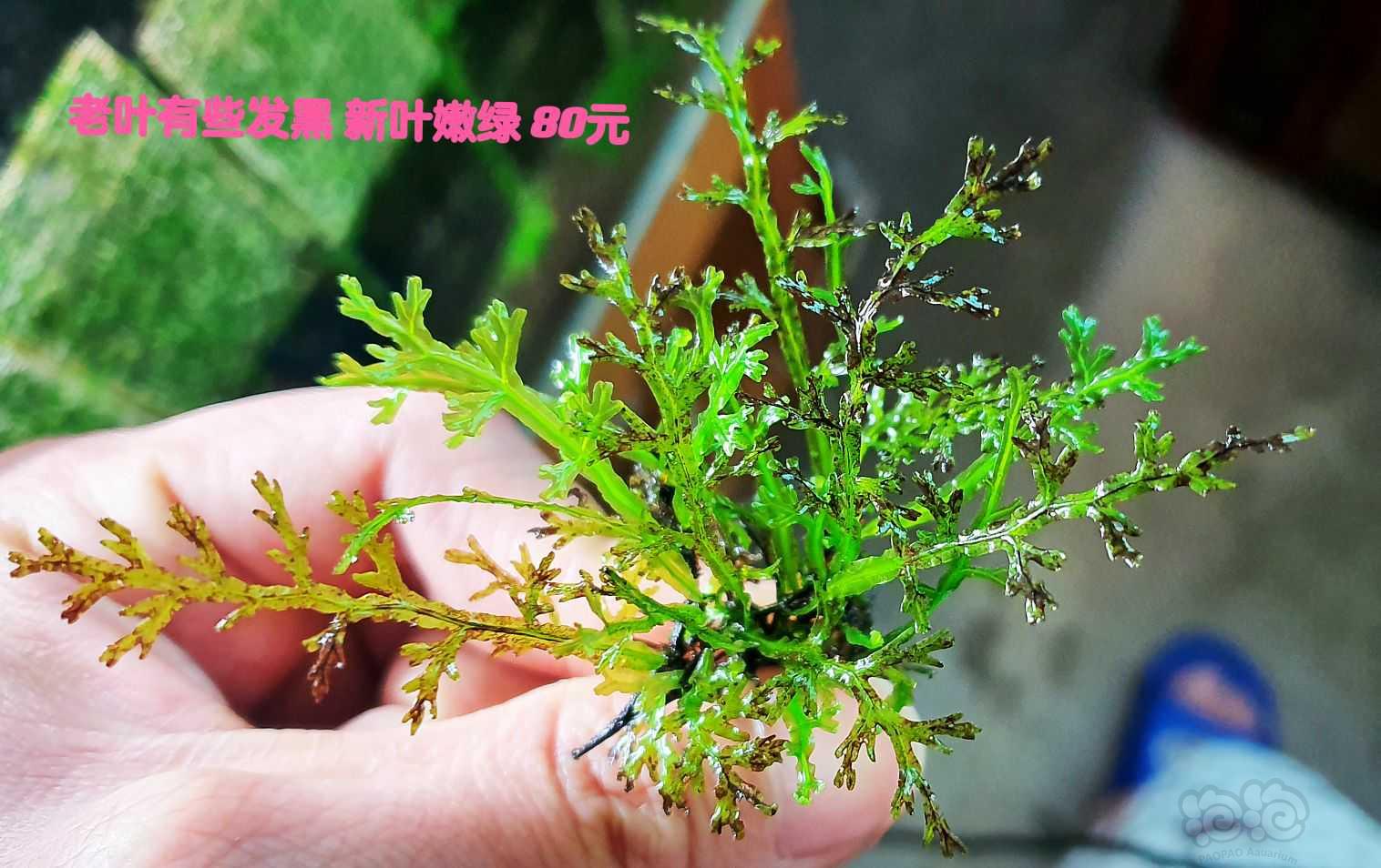 果露蕨 翅脉蕨 迷你珊瑚 普通珊瑚 及谷精～-图2