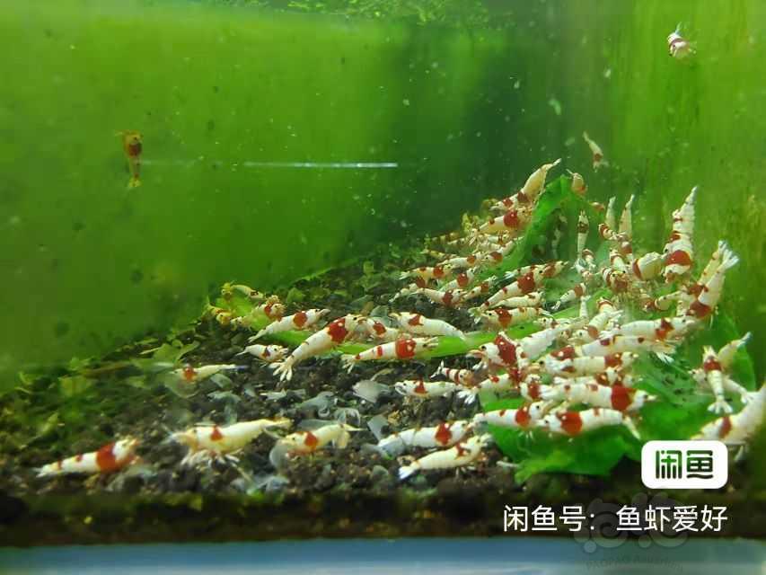 【水晶虾】出售红白成虾1一1.2-图2
