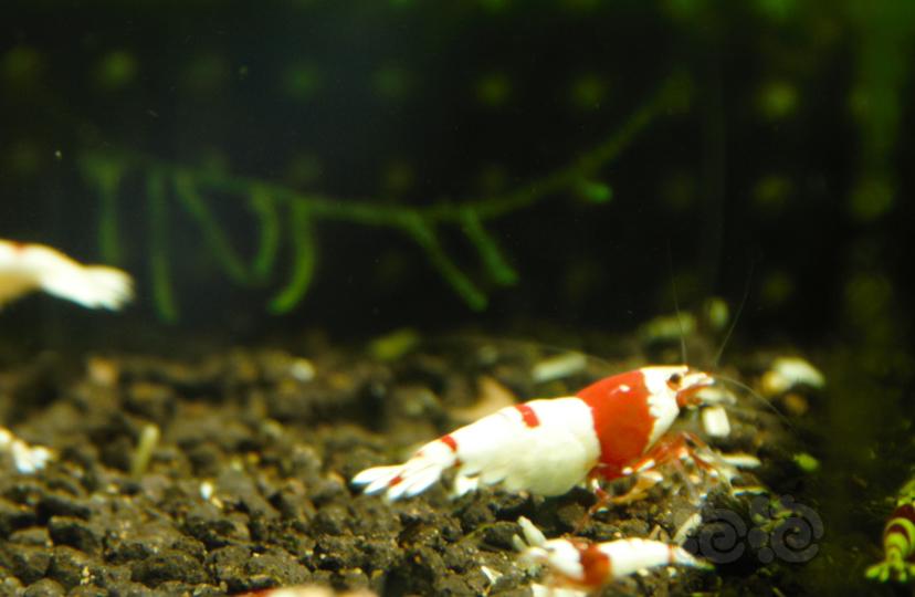 【水晶虾】出红白-图7