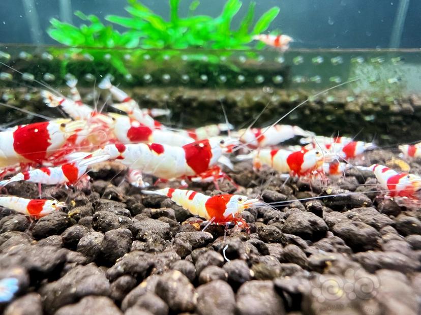 【水晶虾】清缸出红脚厚甲基因红白水晶虾，公母都有-图2