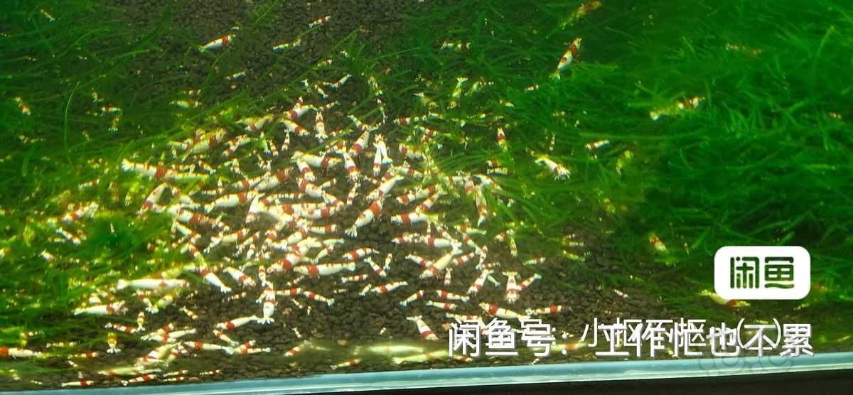 【水晶虾】出售红白成虾1一1.2-图4