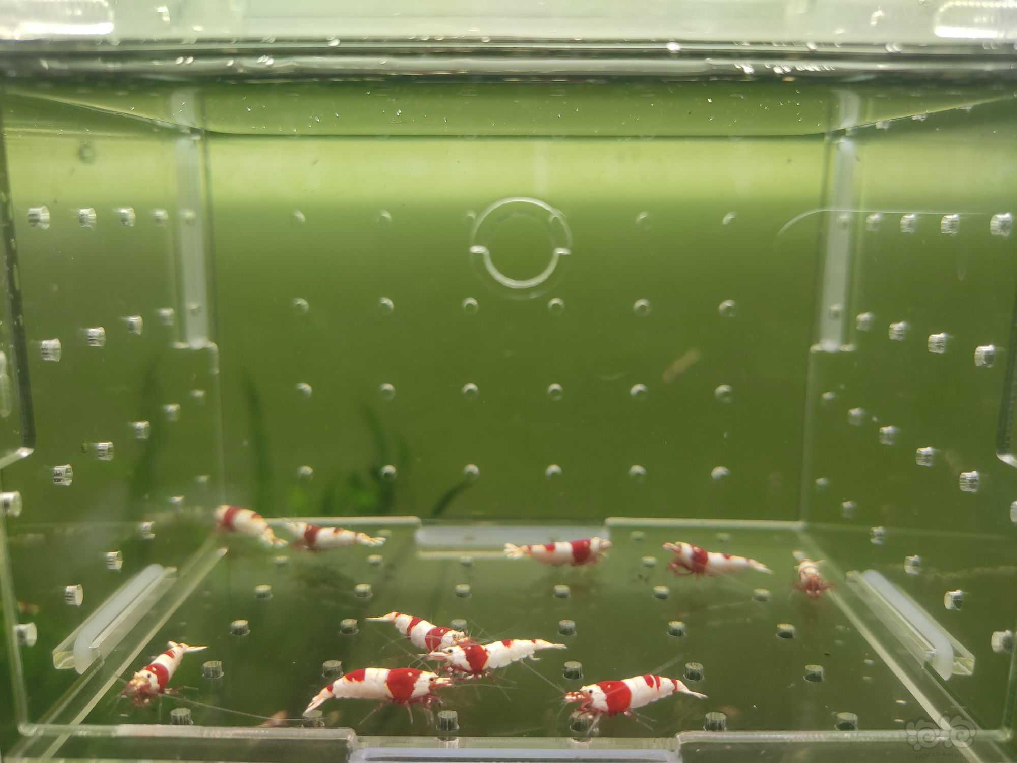 【水晶虾】出一份10只二线红白繁殖组-图3