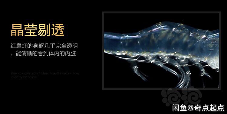 出国产红鼻虾虾-图8