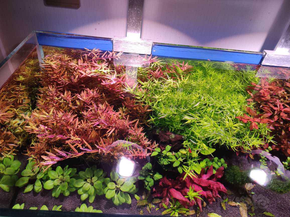 出点阳性水草 泡泡水族