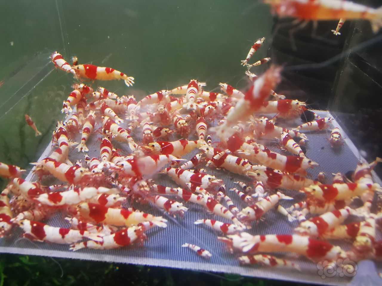 【水晶虾】清缸，包缸出一缸红白-图1