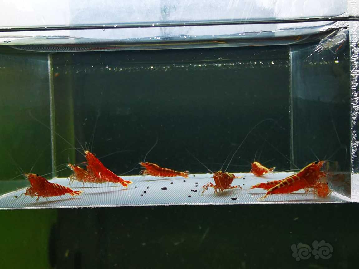 【虾】2022-3-16#RMB#拍卖红银河小苗一份10只-图3