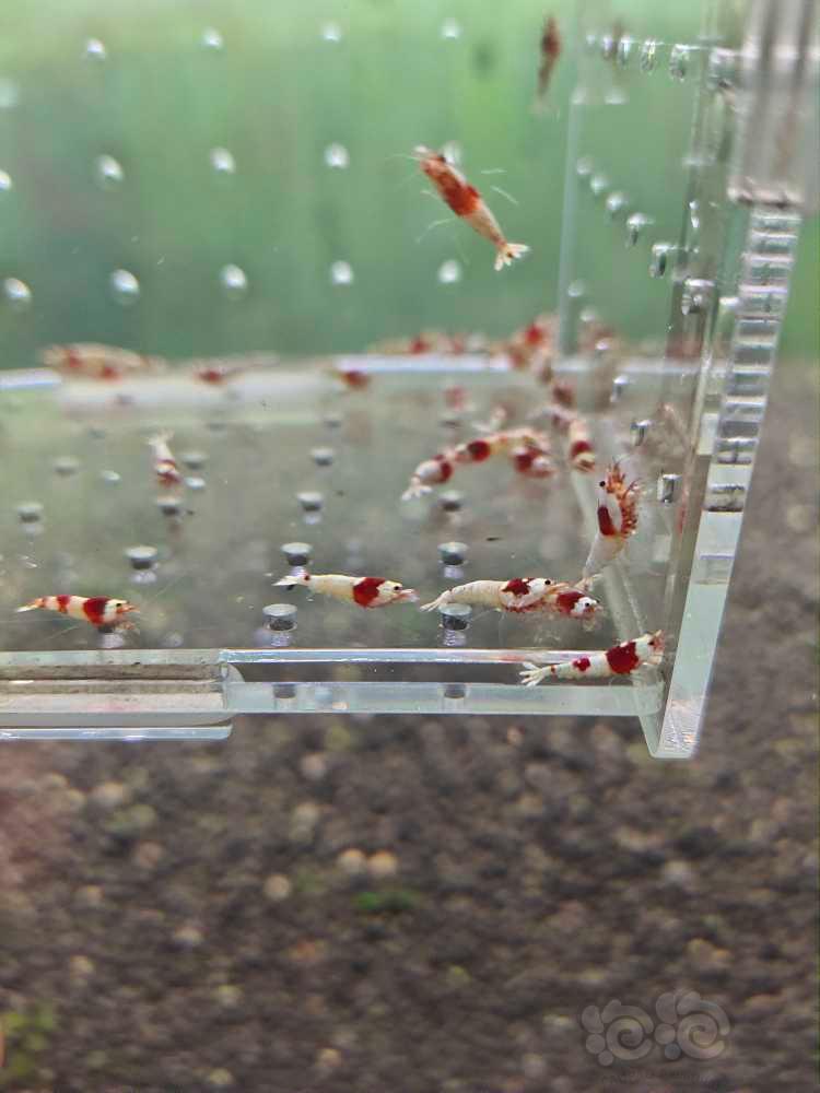 【虾】2022－3－22#RMB拍卖红白纯血40只一组-图1