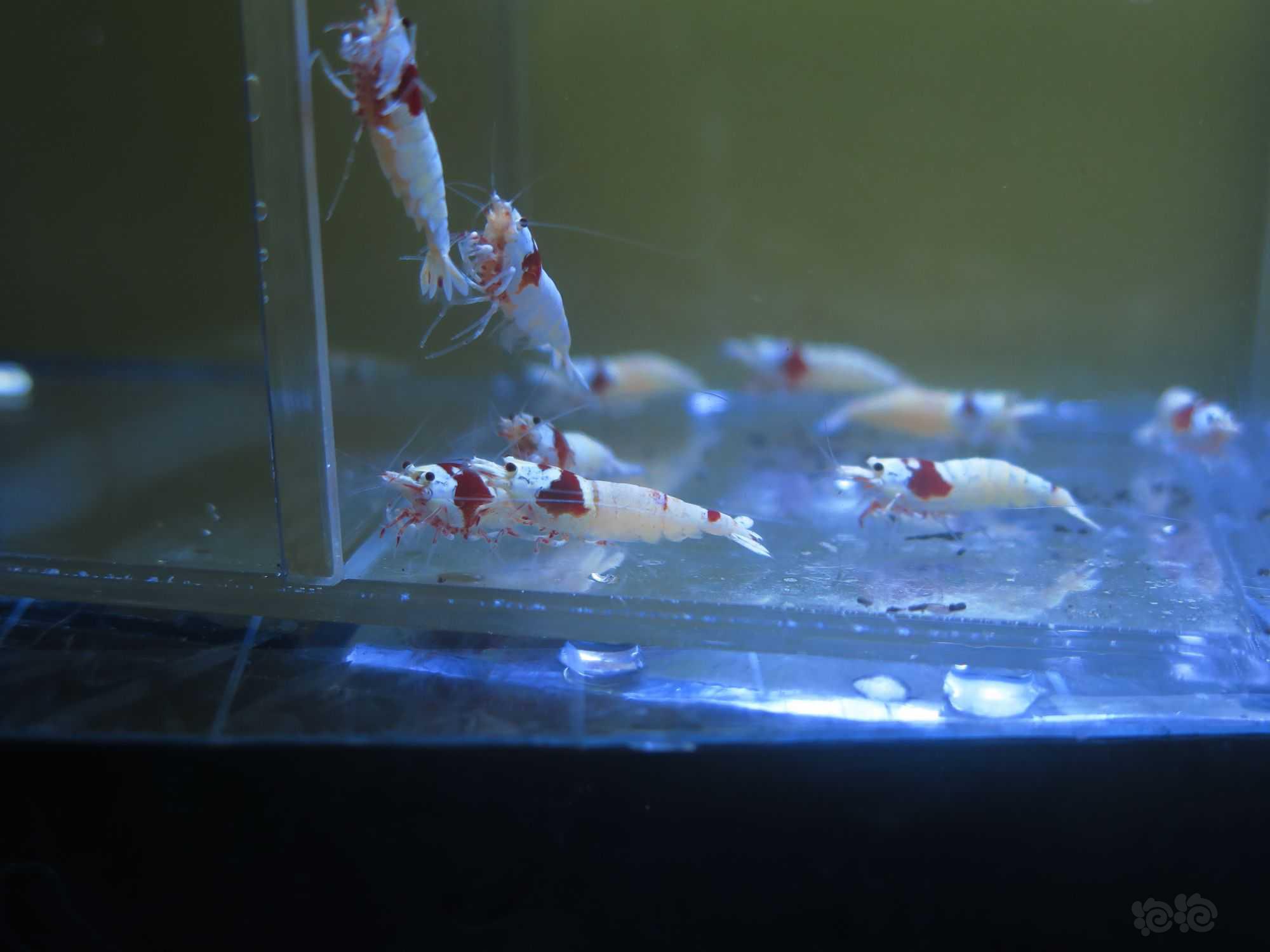 【虾】2022-3-18#RMB拍卖红白水晶虾3公10母-图9