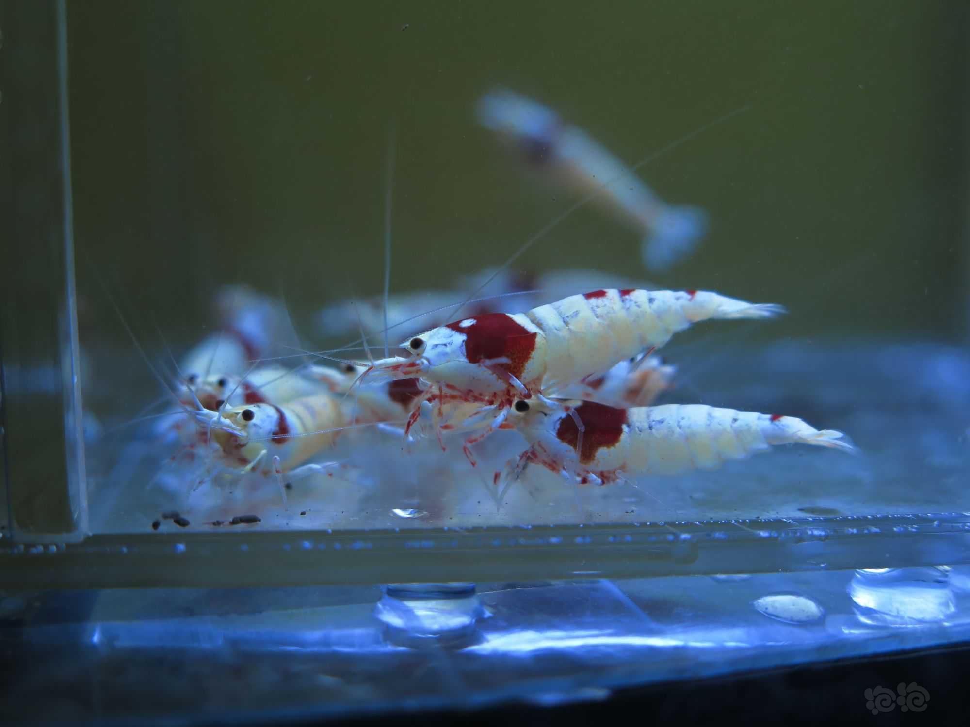 【虾】2022-3-18#RMB拍卖红白水晶虾3公10母-图5