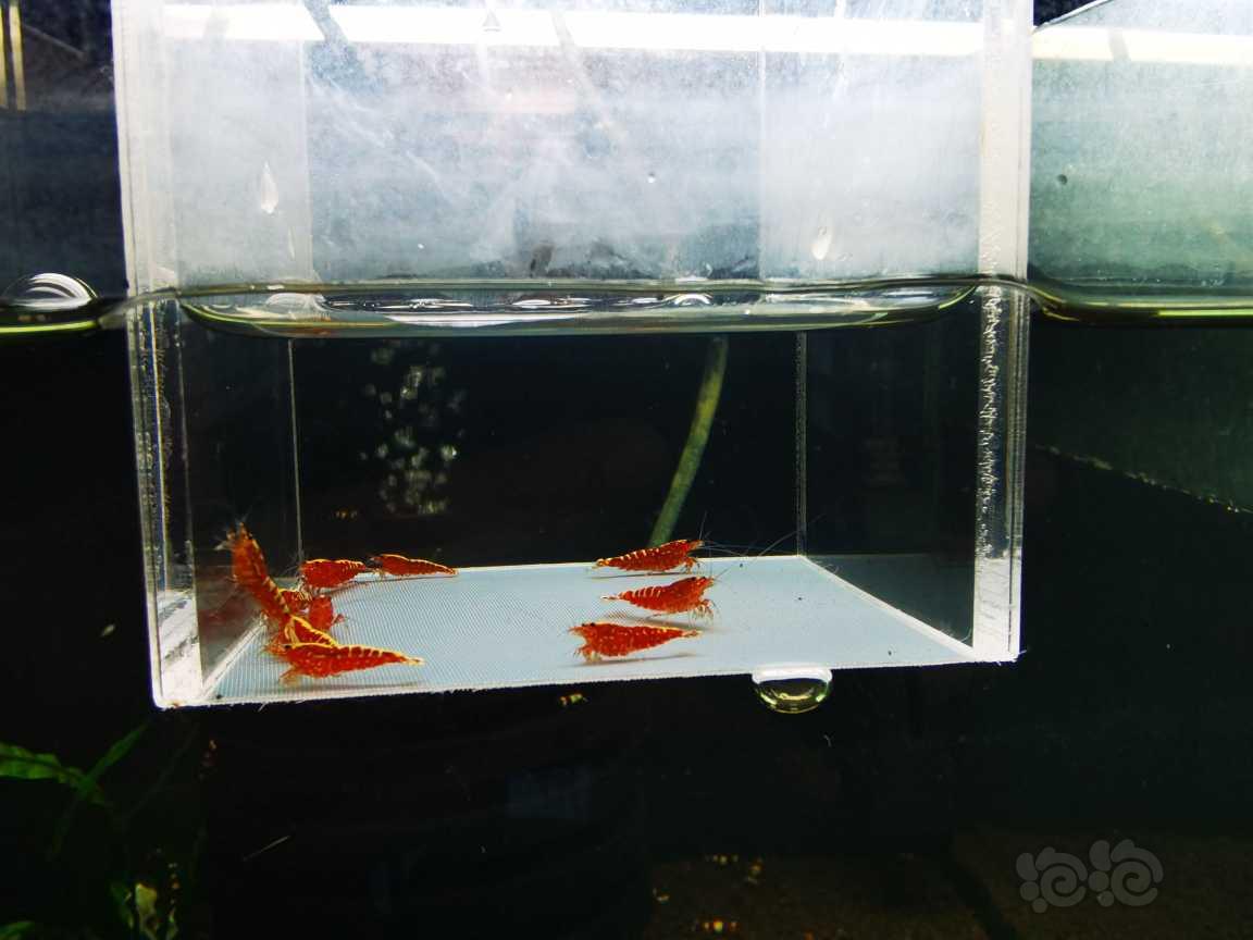 【虾】2022-3-11#RMB#拍卖红银河小苗10只一份-图4