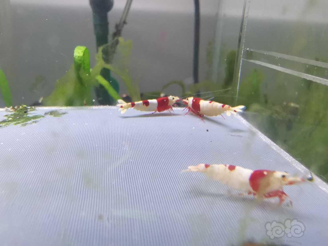 【虾】2022-3-27#RMB拍卖精品红白水晶虾三只-图6