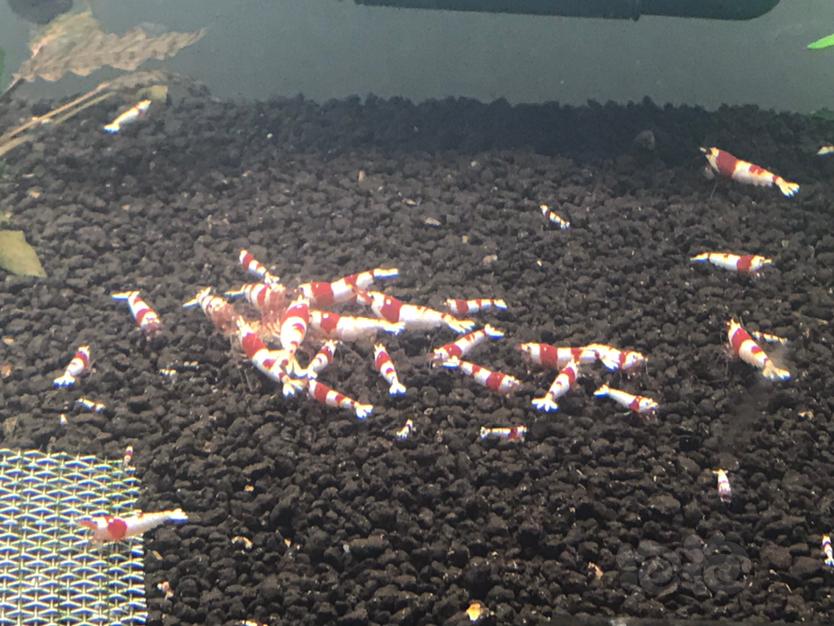 【水晶虾】红白水晶虾-图3