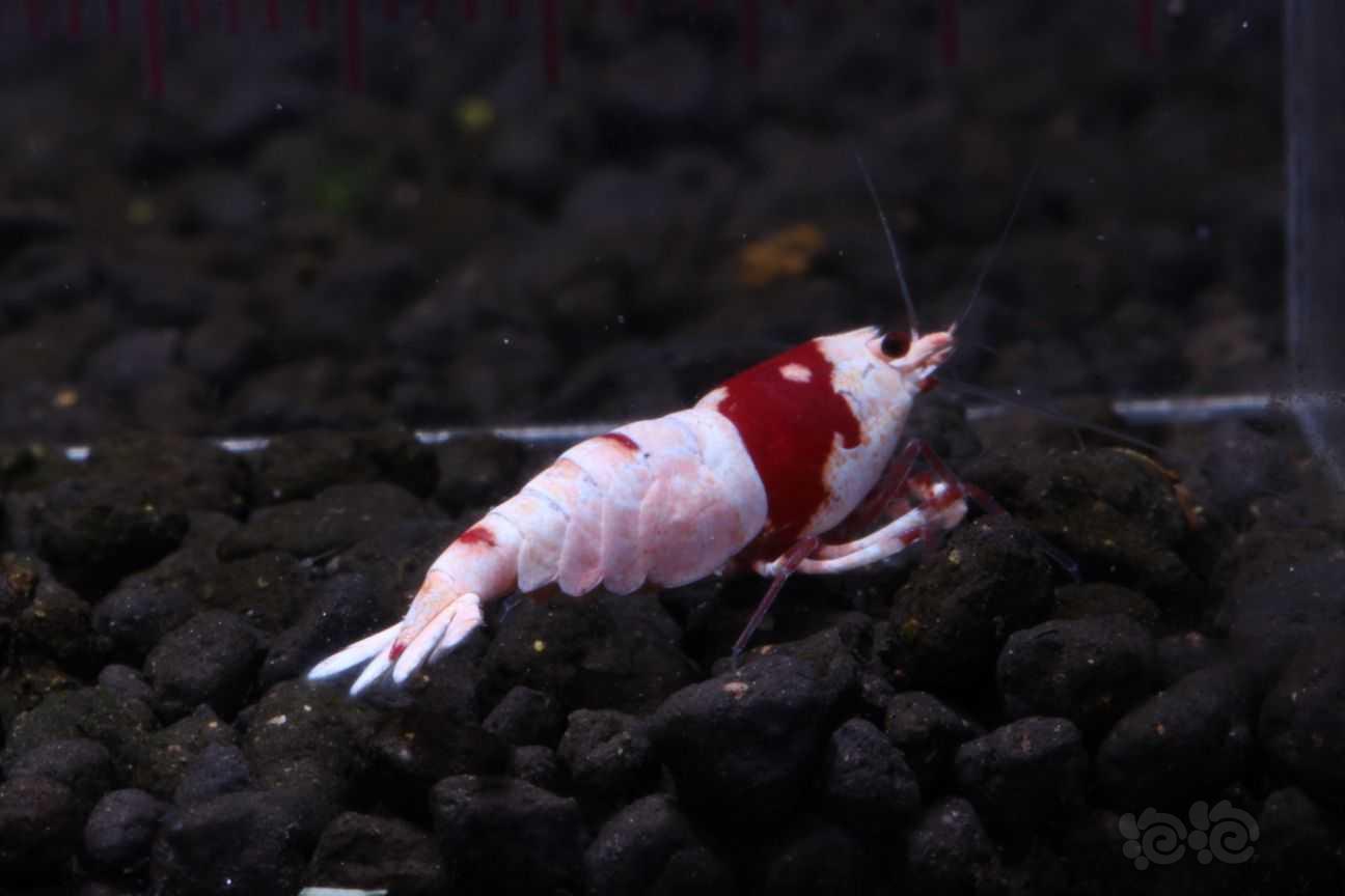 【虾】2022-03-20#RMB拍卖#纯血红白2公3母-图1