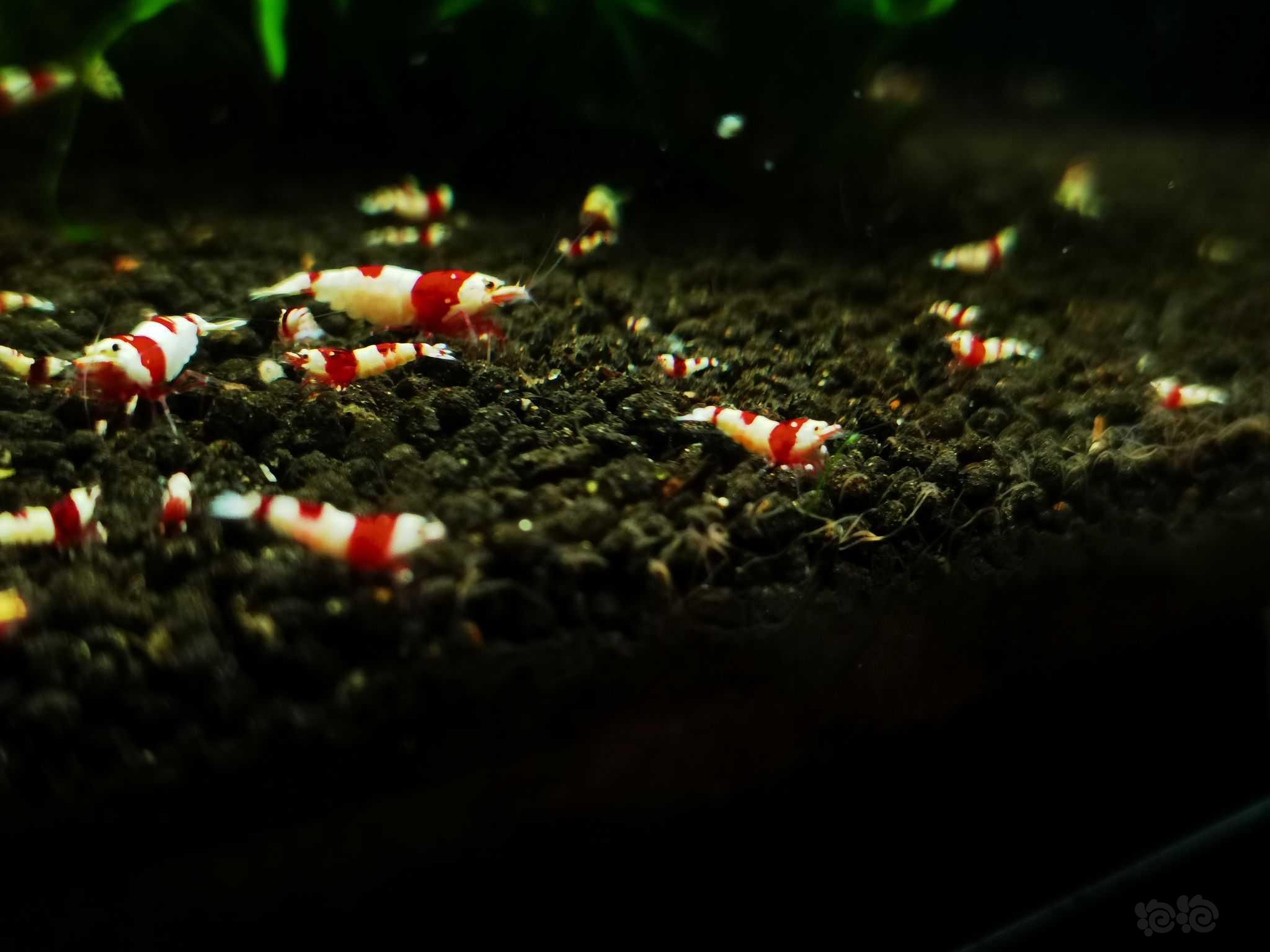【水晶虾】出名家血统红白水晶虾-图5