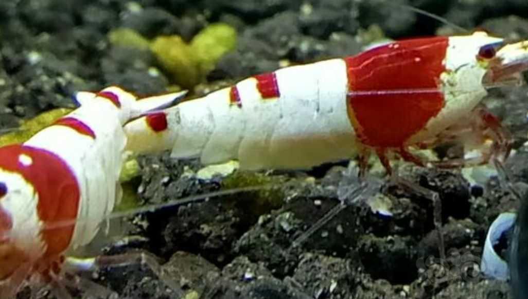 【水晶虾】出红白水晶虾（随机捞）-图9