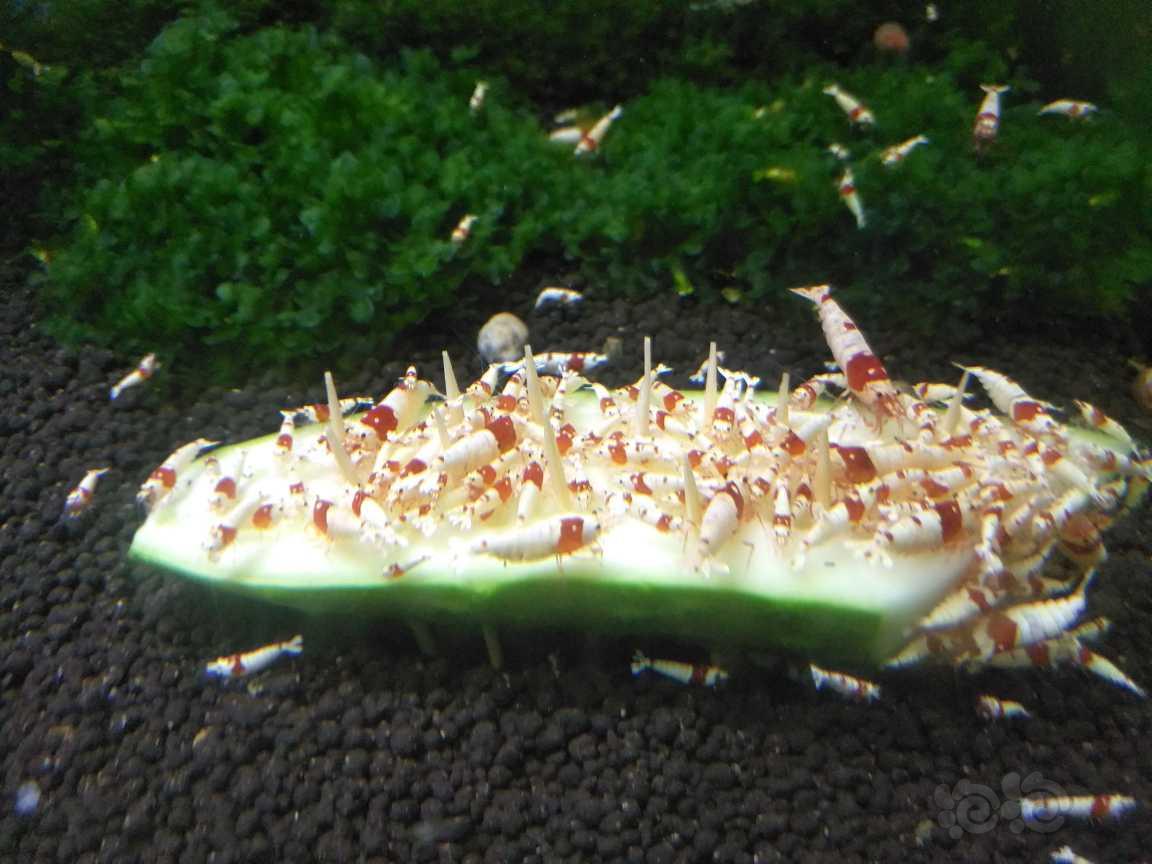 【水晶虾】出红白水晶虾（随机捞）-图2