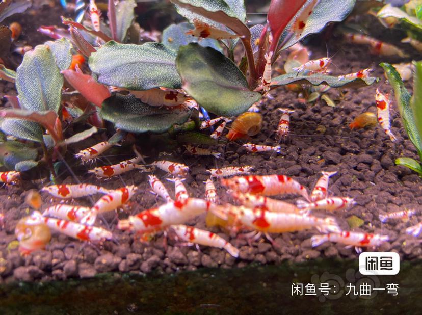 北京水晶虾满100包邮-图1