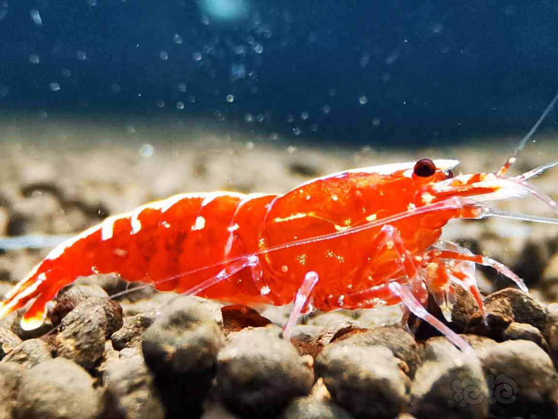 【虾】2022-3-11#RMB#拍卖红银河母虾2只。-图4